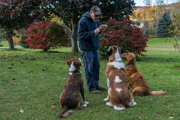 devenir comportementaliste canin