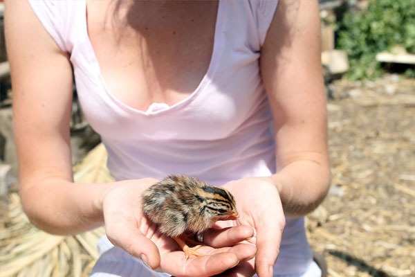 Métier soigneur animalier